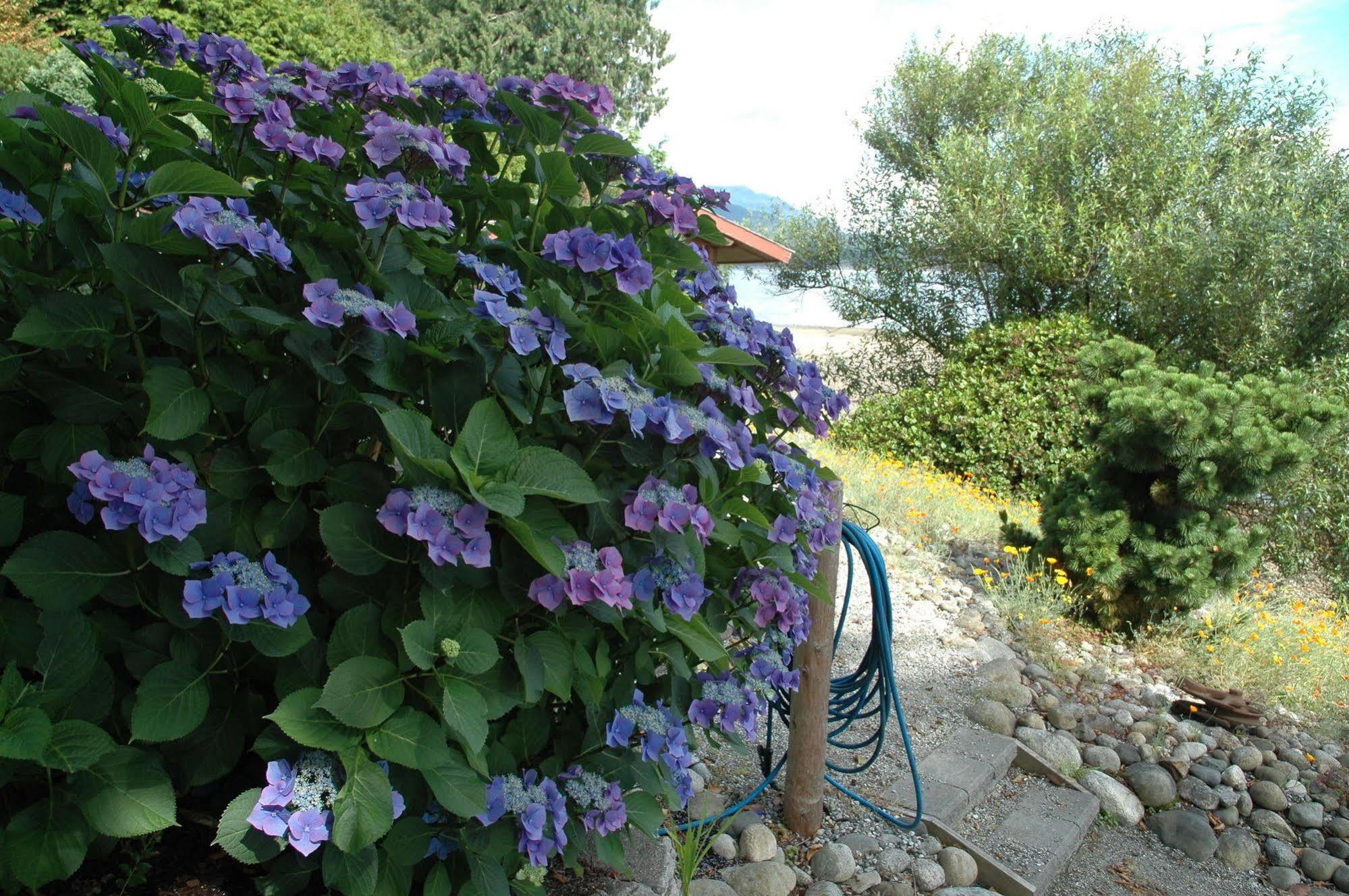 At The Shore Bed And Breakfast Sechelt Extérieur photo