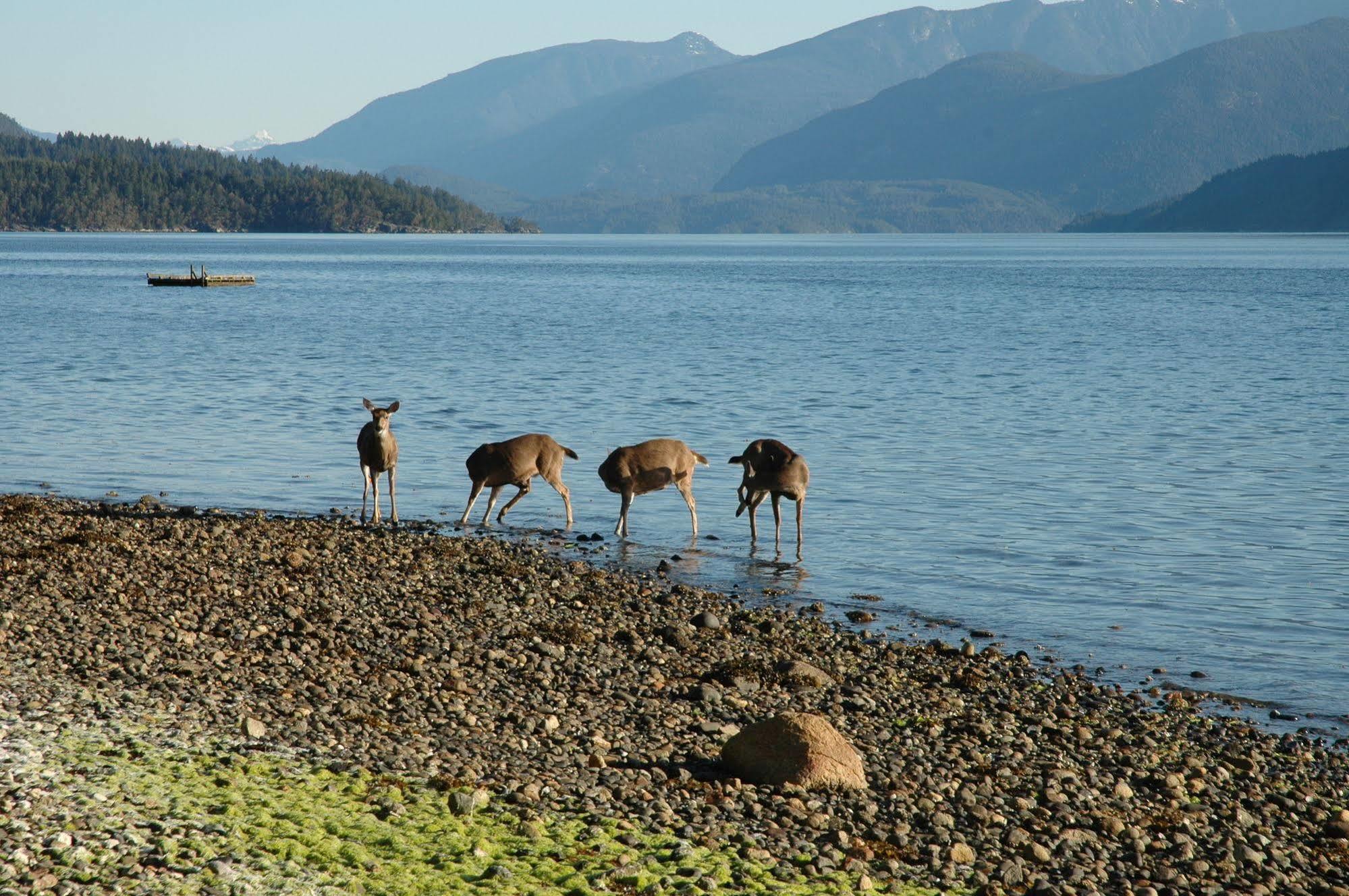 At The Shore Bed And Breakfast Sechelt Extérieur photo