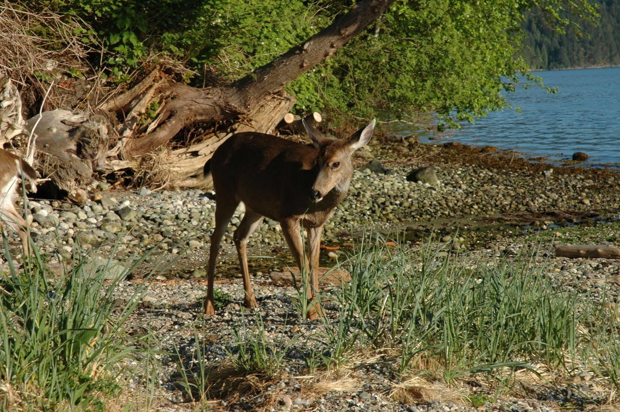 At The Shore Bed And Breakfast Sechelt Extérieur photo